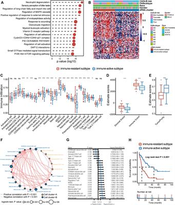 eRNAs Identify Immune Microenvironment Patterns and Provide a Novel Prognostic Tool in Acute Myeloid Leukemia